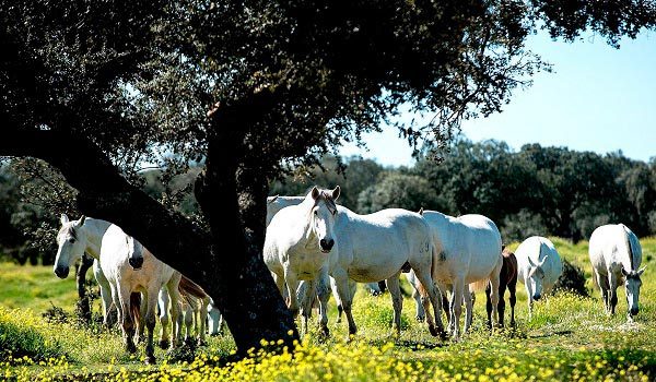 la-junta-convoca-ayudas-por-5me-para-la-conservacion-de-recursos-geneticos-en-la-ganaderia