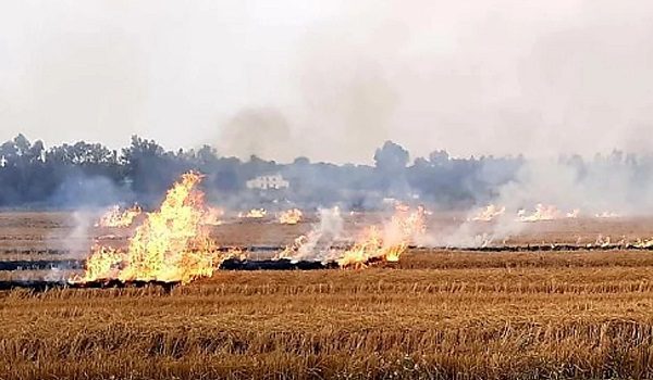el-ministerio-de-agricultura-abre-a-informacion-publica-decreto-ayudas-danos-causados-este-ano-por-los-incendios-en-explotaciones-agrarias
