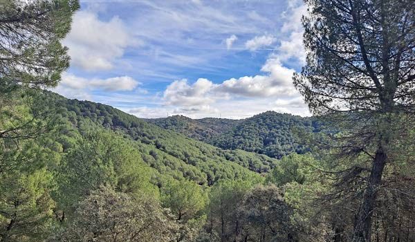 abierta-la-licitacion-para-el-aprovechamiento-de-madera-y-biomasa-en-el-parque-natural-sierra-de-cardena-y-montoro
